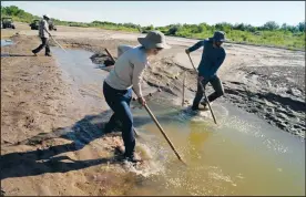  ?? ?? Fish biologists work to rescue the endangered Rio Grande silvery minnows from pools of water in the dry Rio Grande riverbed.