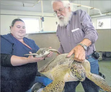  ?? [GEORGE GONGORA/CORPUS CHRISTI (TEXAS) CALLER-TIMES] ?? Candice Mottet, left, and Tony Amos of the Animal Rehabilita­tion Keep in Port Aransas, Texas, hold the smallest and biggest green sea turtles that came ashore during a cold snap in January 2010. Amos, the center’s founder, died recently. On Saturday, a...