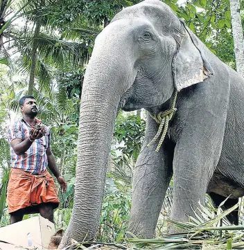  ?? Picture: STR / AFP ?? ENOUGH, THANKS: Indian elephant Dakshayani, awarded the title 'Gaja Muthassi', or elephant granny, died at the age of 88 on Tuesday after becoming reluctant to eat, her vet said. Dakshayani was believed to be the oldest elephant ever in captivity and had taken part in temple rituals and procession­s for decades.