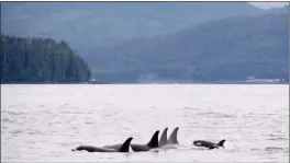  ??  ?? Orcas play in Chatham Sound near Prince Rupert in this 2018 file photo.