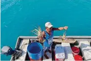  ?? ?? A Guna fisherman arrives at the Zenith with his fresh catch: enormous spiny lobsters.