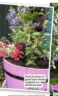  ??  ?? Plant fuchsias in good loam-based compost in a sheltered spot