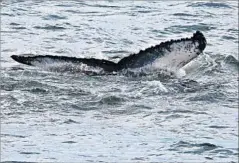  ?? Carolyn Cole Los Angeles Times ?? A HUMPBACK in the New York Harbor area bears, for a Jersey-area whale, a striking mark on its right f luke — resembling the letters “NJ.”