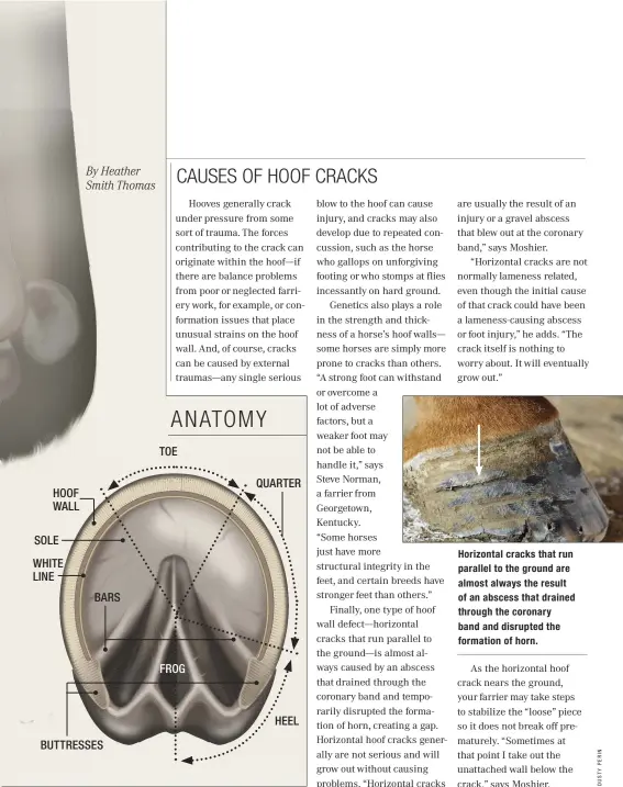  ??  ?? Horizontal cracks that run parallel to the ground are almost always the result of an abscess that drained through the coronary band and disrupted the formation of horn.