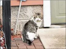  ?? CORNELIUS FROLIK / STAFF ?? A cat roams around Dayton’s South Park neighborho­od. Felines’ teeth can penetrate deep into the skin.