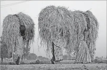  ?? [THE ASSOCIATED PRESS] ?? Indian women carry loads of straw at Basi village on the outskirts of Allahabad, in northeaste­rn India. Researcher­s have reported a link between crop-damaging temperatur­es and suicide rates in India.