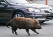  ?? Carlos Giusti / Associated Press ?? A Vietnamese pot-bellied pig crosses a road this month in San Juan, Puerto Rico. The U.S. territory declared a health emergency to eradicate them.