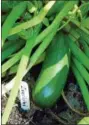  ?? PHOTO BY EMILY RYAN ?? A bumper crop of zucchini fills a backyard garden.