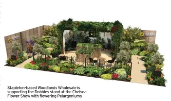  ?? ?? Stapleton-based Woodlands Wholesale is supporting the Dobbies stand at the Chelsea Flower Show with flowering Pelargoniu­ms