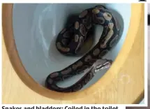  ??  ?? Snakes and bladders: Coiled in the toilet