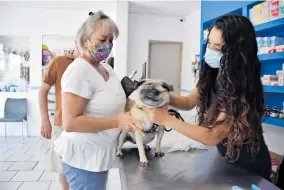  ??  ?? El Colegio
de Veterinari­os pide sancionar a usurpadore­s.