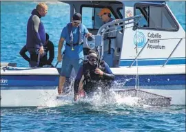  ?? Allen J. Schaben Los Angeles Times ?? BIOLOGISTS PREPARE to release the baby giant sea bass about 30 feet down, where the murky currents are rich in nutrients and shrimp, a sea bass favorite.