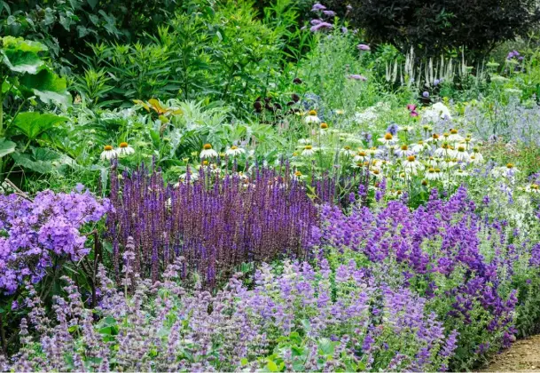  ??  ?? THIS PAGE, ABOVE BUILD IMPACT WITH DIFFERENT PLANTS OF A SIMILAR HUE. HERE, THE DARK PURPLE FLOWER SPIKES OF Salvia ‘CARADONNA’, PARTNERED WITH VIBRANT
Phlox ‘BLUE PARADISE’, ARE SURROUNDED BY Salvia verticilla­ta ‘PURPLE RAIN’,
Scabious ‘SAY SO BLUE’ AND
S. ‘OXFORD BLUE’. BEHIND ARE Echinacea ‘WHITE SWAN’ AND THE SPIRES OF Veronicast­rum alba LEFT ALLOWING ONE VARIETY TO WEAVE THROUGH ANOTHER, AS WITH THESE WHITE ‘SNOW MAIDEN’ SCABIOUS AND ‘VATICAN WHITE’ CLARY SAGE, CAN CREATE MAGICAL EFFECTS OPPOSITE ADD PUNCH WITH DRAMATIC, EYE-CATCHING FOLIAGE. HERE, THE ALMOST METALLIC-LOOKING LEAVES OF Ricinus communis
‘NEW ZEALAND PURPLE’ AND THE GLAUCOUS, SERRATED ONES OF Melianthus major ARE SHOT THROUGH WITH THE SPEAR-LIKE FLOWERS OF
Kniphofia ‘TAWNY KING’ AND
Agastache ‘BLACK ADDER’