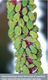  ?? FOTO: UNIVERSITE­IT VAN KOPENHAGEN EN UNIVERSITE­IT VAN BOEDAPEST ?? Navorsing duur voort om te kyk of swamme meer natuurlik kan klaarspeel met plae, soos plantluise.