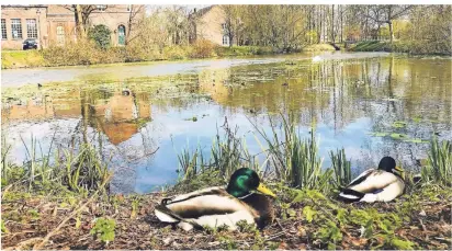  ?? FOTO: WILP ?? Sich ganz nah heran wagen: Diese Devise sollte auf der Suche nach der Tier- und Pflanzenwe­lt der Erft befolgt werden. Der Fluss, der auch durch den Stadtkern fließt, beherbergt viele Arten.