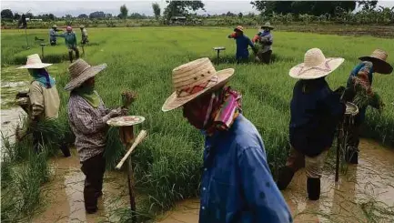 ?? (Foto REUTERS) ?? Kerajaan Thailand berusaha bantu petani menerusi pakej rangsangan ekonomi.