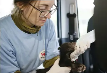  ??  ?? The two bear cubs rescued from illegal wildlife trade in Vietnam were victims of wildlife smugglers, according to internatio­nal animal welfare organisati­on Four Paws.