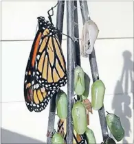  ?? Photos: URSULA
BALDWIN ?? Success: The Baldwin porch in Titahi Bay
was a mix of chrysalise­s and monarch butterflie­s
last week.