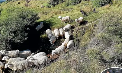  ??  ?? The sounds of summer include dogs yapping and freshly weaned lambs at Joyce Wyllie’s farm at Kaihoka; right, 20,000 festival goers pack in to Nelson’s Trafalgar Park to party in the blazing sun at Bay Dreams.