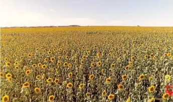  ??  ?? SUMMER SUNFLOWERS: The video shows off stunning sunflower fields.