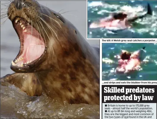  ??  ?? So much for the cute image: Grey seals are voracious hunters with very sharp teeth
The kill: A Welsh grey seal catches a porpoise...
...and strips and eats the blubber from his prey