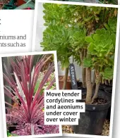  ?? ?? Move tender cordylines and aeoniums under cover over winter