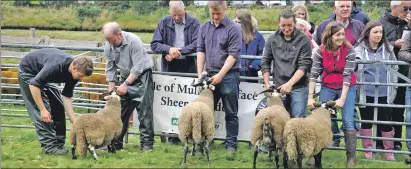  ??  ?? Farmers line up their blackface sheep for inspection. 16_t33SalenSh­ow07