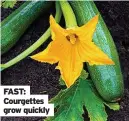  ??  ?? FAST: Courgettes grow quickly
