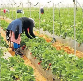  ??  ?? La fresa en Huelva se resiente por el bajo consumo y la falta de mano de obra / J. Landero