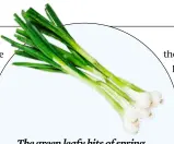  ??  ?? The green leafy bits of spring onions and leeks contain four times as many beneficial compounds as the white stems.