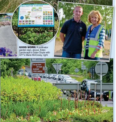  ?? ?? meadowland­s: The N11 to Bray South roundabout, above, some more of the new rewilding project, left, and, above left, wild perimeter flowers planted along a fence around the edges of a roundabout’s gravel area