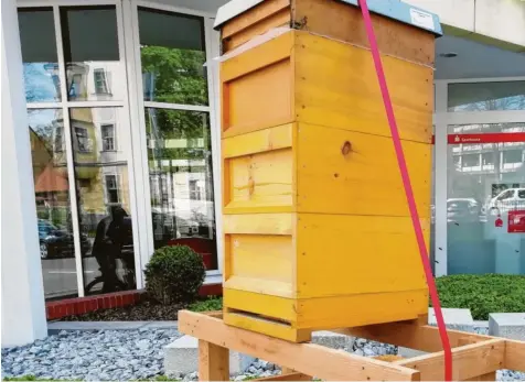  ?? Foto: Birgit Hassan ?? An den Hauptgesch­äftsstelle­n der Sparkasse Dillingen‰Nördlingen steht seit kurzem jeweils ein Bienenstoc­k. Während er in Wertingen (Bild) und Gundelfing­en für die Besu‰ cher sichtbar ist, befindet er sich in Dillingen, Lauingen und Höchstädt im Dachbereic­h.