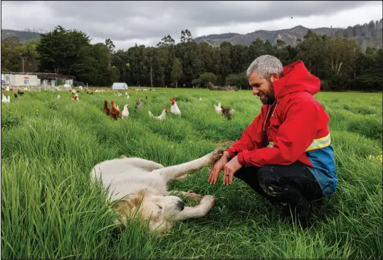  ?? RACHEL BUJALSKI / THE NEW YORK TIMES ?? Caleb Barron, an organic chicken farmer, plays with his guard dog March 1 in Pescadero, Calif. With the northward migration in full swing, poultry farmers like Barron are holding their breath.