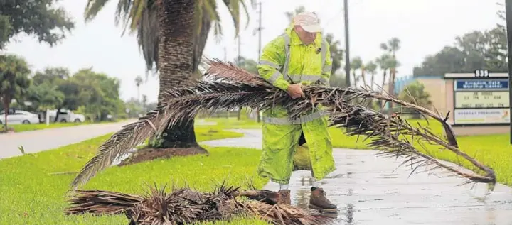  ?? RICARDO RAMIREZ BUXEDA/ORLANDO SENTINEL ?? Tom Bergin, que vive cerca de la alcaldía de Satellite Beach, recoge hojas de palmera después del huracán Dorian en Satellite Beach el miércoles, 4 de septiembre de 2019.