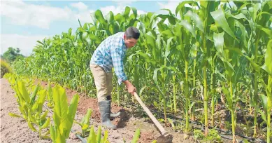  ??  ?? Un campesino limpia una milpa en la zona central del país.