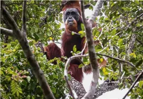  ?? — AFP ?? Under threat: A Tapanuli orangutan in the Batang Toru rainforest, its only known habitat, on Sumatra island.