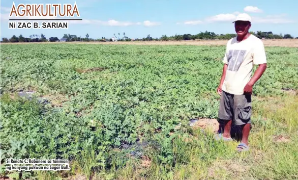  ??  ?? Si Renato C. Rabanera sa taniman ng kanyang pakwan na Sugar Ball.