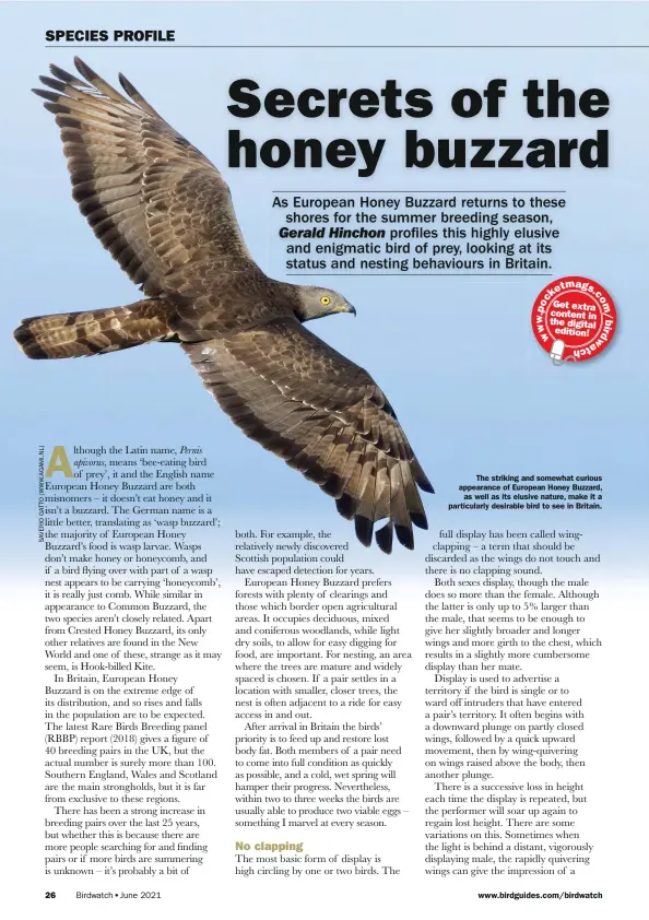  ??  ?? The striking and somewhat curious appearance of European Honey Buzzard, as well as its elusive nature, make it a particular­ly desirable bird to see in Britain.