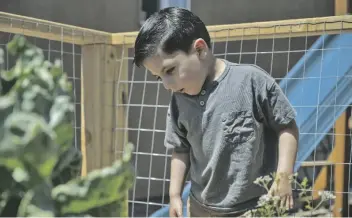  ?? FOTO GÉNESIS ALVARADO, CRONKITE NOTICIAS ?? TOBIAS LUGO, de 4 años, busca mariquitas en el jardín trasero de su familia en Yuma el 3 de