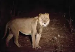  ??  ?? NIOKOLO-KOBA: This photo taken on Sunday, April 3, 2011 and released by Panthera shows an adult male lion during a joint Panthera/DPN (Direction des Parcs Nationaux) lion survey in Niokolo-Koba National Park. —AP