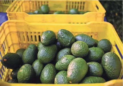  ?? RONALDO SCHEMIDT/AFP/GETTY IMAGES ?? Almost 90% of avocados in the United States come from Mexico.