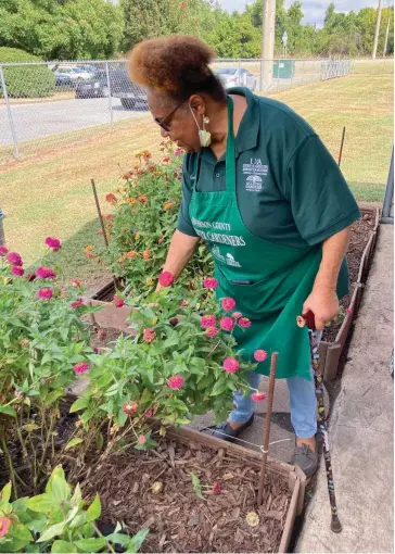  ?? (Pine Bluff Commercial/Byron Tate) ?? Brenda Tillman, a master gardener and volunteer, prunes flowers at the demonstrat­ion garden.