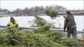  ?? GARY YOKOYAMA, THE HAMILTON SPECTATOR ?? Andrew Borer, left, and Rob Diermair, biotechnic­ians with the Royal Botanical Gardens, toss some of the 2,500 Christmas trees used for this year’s tree buffer to keep out carp.