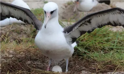  ?? Photograph: Madalyn Riley/USFWS Pacific Region ?? Wisdom incubating a previous egg. The Laysan albatross is thought to have hatched more than 35 chicks in her life.