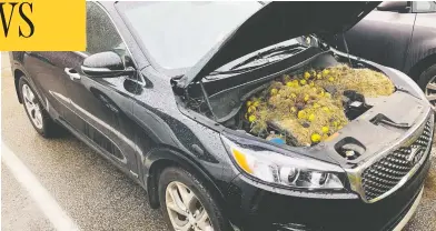  ?? CHRIS AND HOLLY PERSIC VIA REUTERS ?? Walnuts and grass hidden by squirrels are seen under the hood of a Pennsylvan­ia family’s car this week.