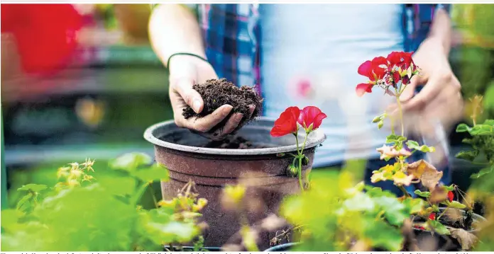  ??  ?? Warum viele Menschen durch Gartenarbe­it gelassener werden? Weil sie kontemplat­iv ist – man ist aufmerksam, ohne sich anzustreng­en. Okay, der Rücken schmerzt danach oft. Aber wenigstens ist klar, warum