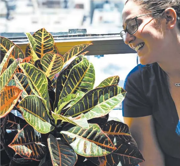  ?? MEREDITH BENNETT-SWANSON/AP 2019 ?? Molly Sprayregen gazes at the houseplant she named Dylan. Sprayregen says that Dylan has been growing new leaves at a rapid pace since she has been sheltering in place.