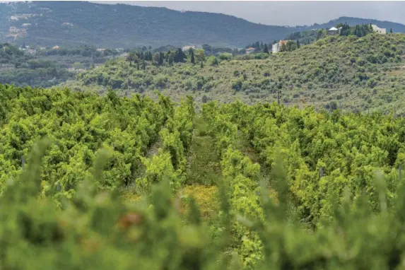  ?? (Bel Trew) ?? Vineyards of Lebanon’s Batroun mountains are under threat