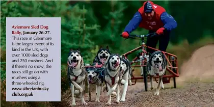  ??  ?? January 26-27. This race in Glenmore is the largest event of its kind in the UK, with over 1000 sled dogs and 250 mushers. And if there’s no snow, the races still go on with mushers using a three-wheeled rig. www.siberianhu­sky club.org.uk