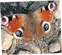  ?? ?? near Stirling by Colour Peacock butterfly at Chartersha­ll
Joshua Mccallum